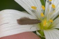 Coleophora lutarea