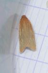 Clepsis unicolorana