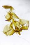 Clepsis unicolorana
