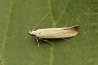 Mesophleps silacella
