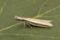 Pleurota aristella