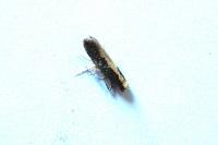 Monopis crocicapitella