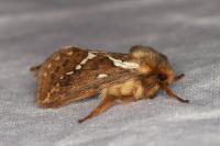 Korscheltellus lupulinus