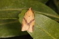 Clepsis consimilana