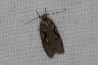 Semioscopis steinkellneriana