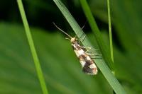 Lampronia rupella
