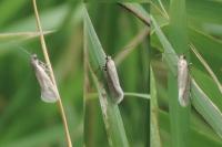 Glyphipterix fuscoviridella