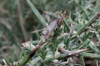 Cydia gr. succedana