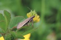 Glyphipterix fuscoviridella