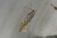 Phyllonorycter quercifoliella