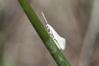 Elachista argentella