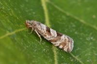 Eriopsela quadrana