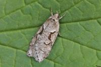 Semioscopis steinkellneriana