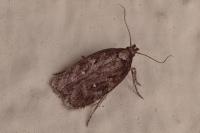 Depressaria albipunctella
