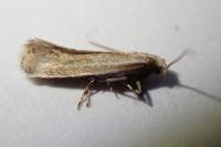 Elachista rufocinerea