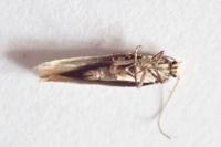 Elachista rufocinerea