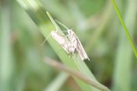 Elachista rufocinerea
