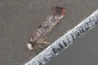 Swammerdamia pyrella