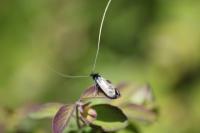 Adela reaumurella