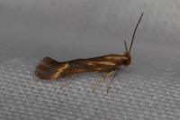 Metzneria aprilella