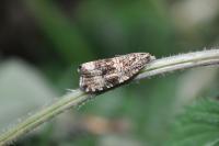 Celypha lacunana