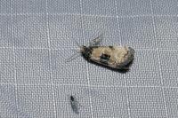 Neocochylis dubitana