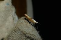 Argyresthia albistria