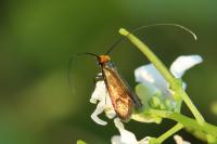 Cauchas rufimitrella