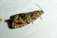 Enarmonia formosana