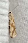 Thiodia citrana