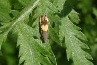 Pammene aurana