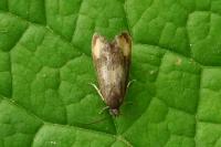 Pammene aurana