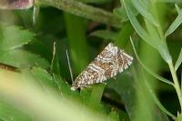 Celypha rivulana