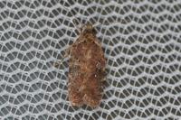 Agonopterix purpurea