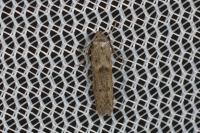 Blastobasis glandulella