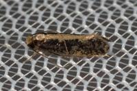 Monopis crocicapitella