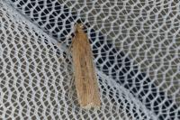 Helcystogramma triannulella