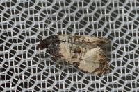 Cochylichroa atricapitana