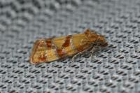 Aethes tesserana