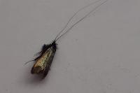 Adela reaumurella