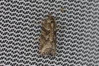 Cnephasia cupressivorana
