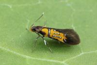 Schiffermuelleria schaefferella