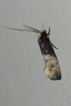 Trichophaga tapetzella