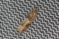 Crocidosema plebejana