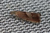 Dichrorampha acuminatana