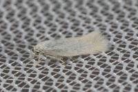 Elachista argentella