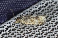 Aethes williana
