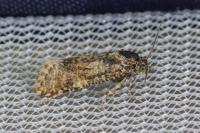 Aethes margarotana