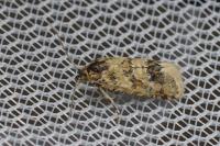 Aethes williana