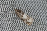 Epiblema scutulana